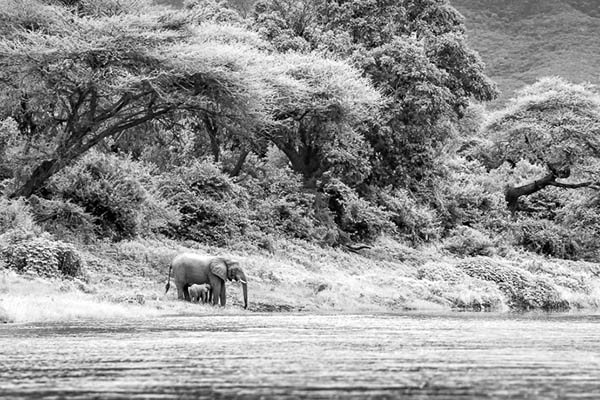 elephants drinking